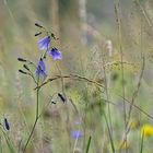 Wildblumenwiese