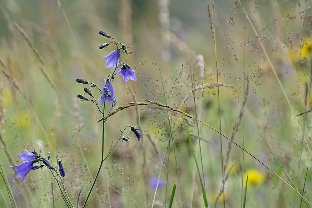 Wildblumenwiese