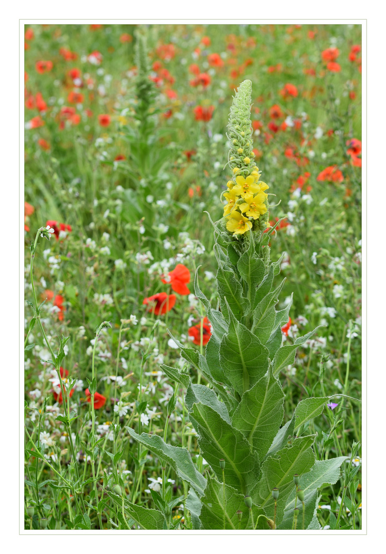 Wildblumenwiese