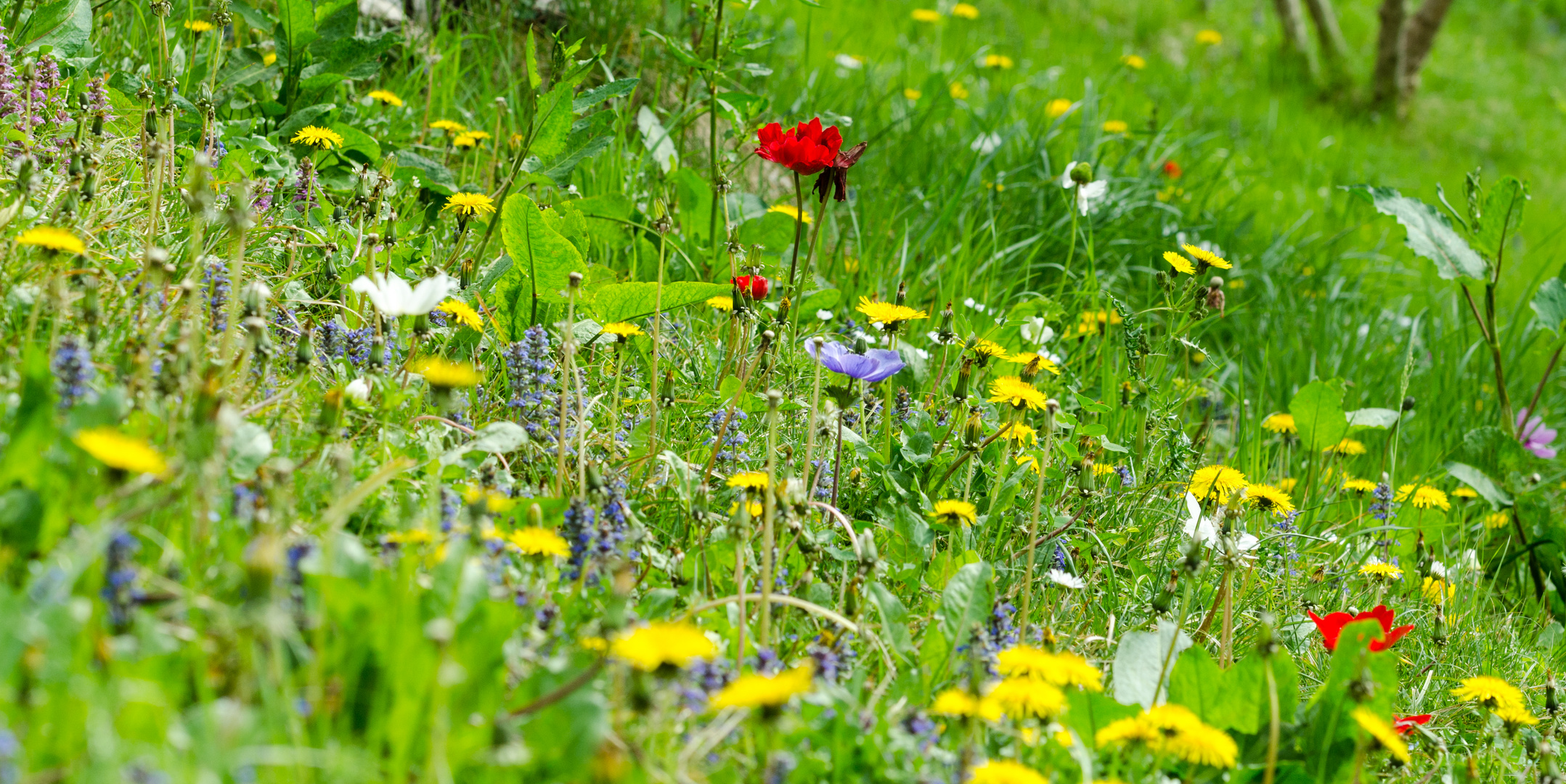 Wildblumenwiese