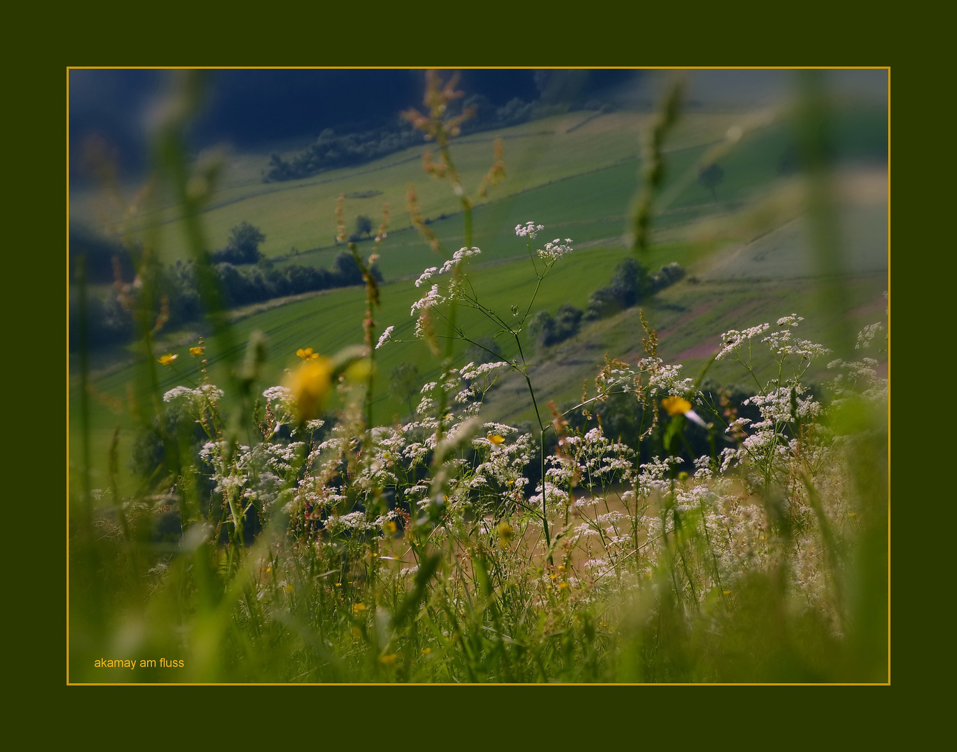 Wildblumenwiese am Burgberg