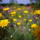 "Wildblumenwiese am Staffelberg"