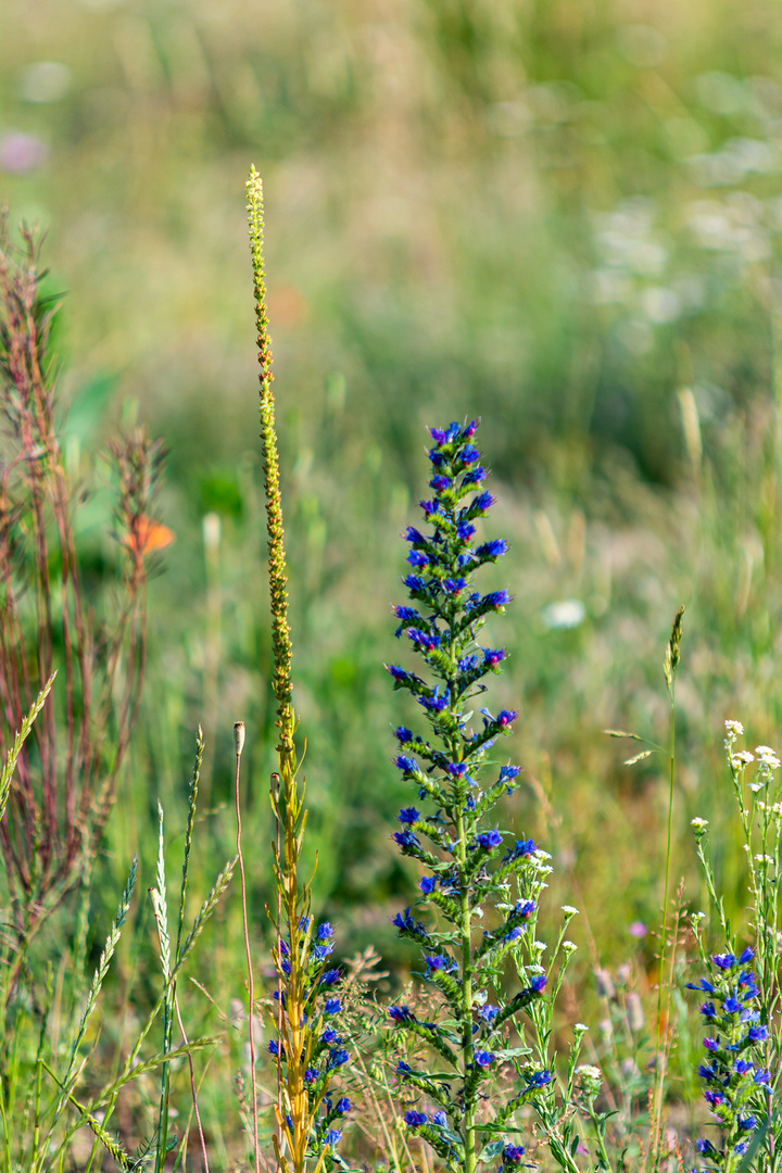 Wildblumenwiese