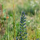 Wildblumenwiese