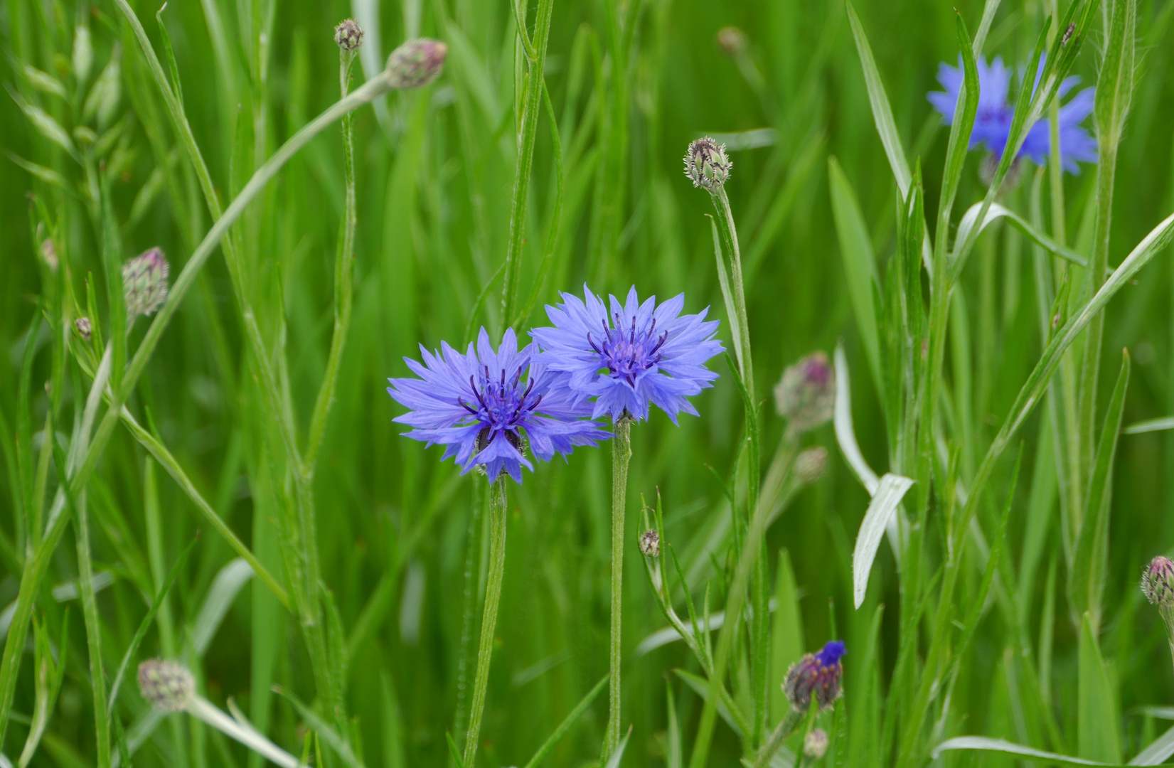 Wildblumenwiese