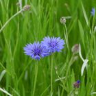 Wildblumenwiese
