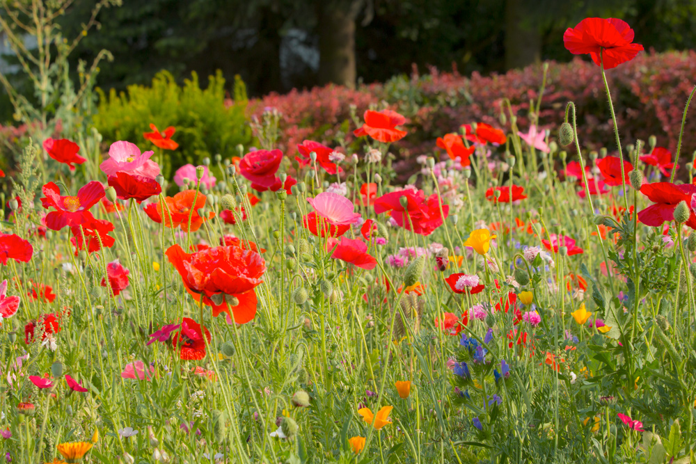 Wildblumenwiese..