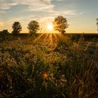 Wildblumenwiese