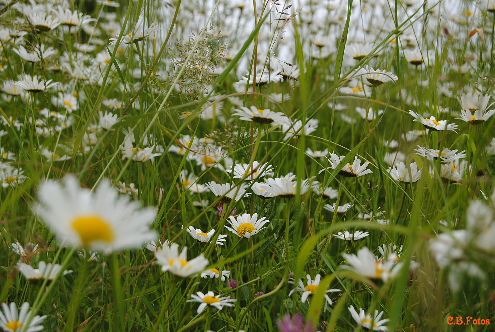 Wildblumenwiese