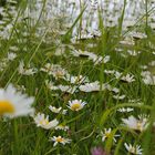 Wildblumenwiese