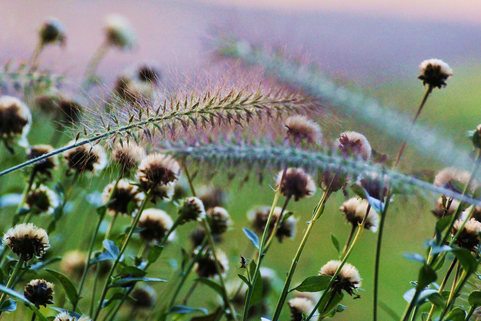 Wildblumenwiese