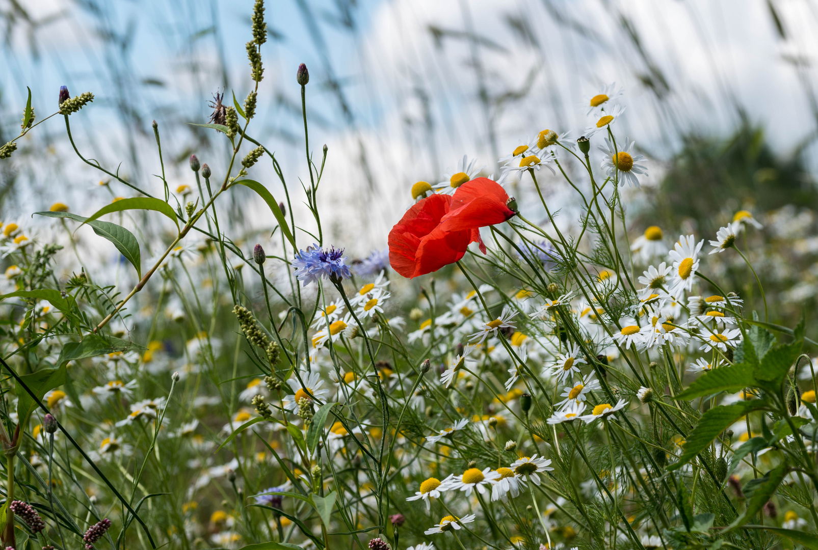 Wildblumenwiese