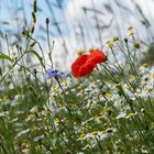 Wildblumenwiese