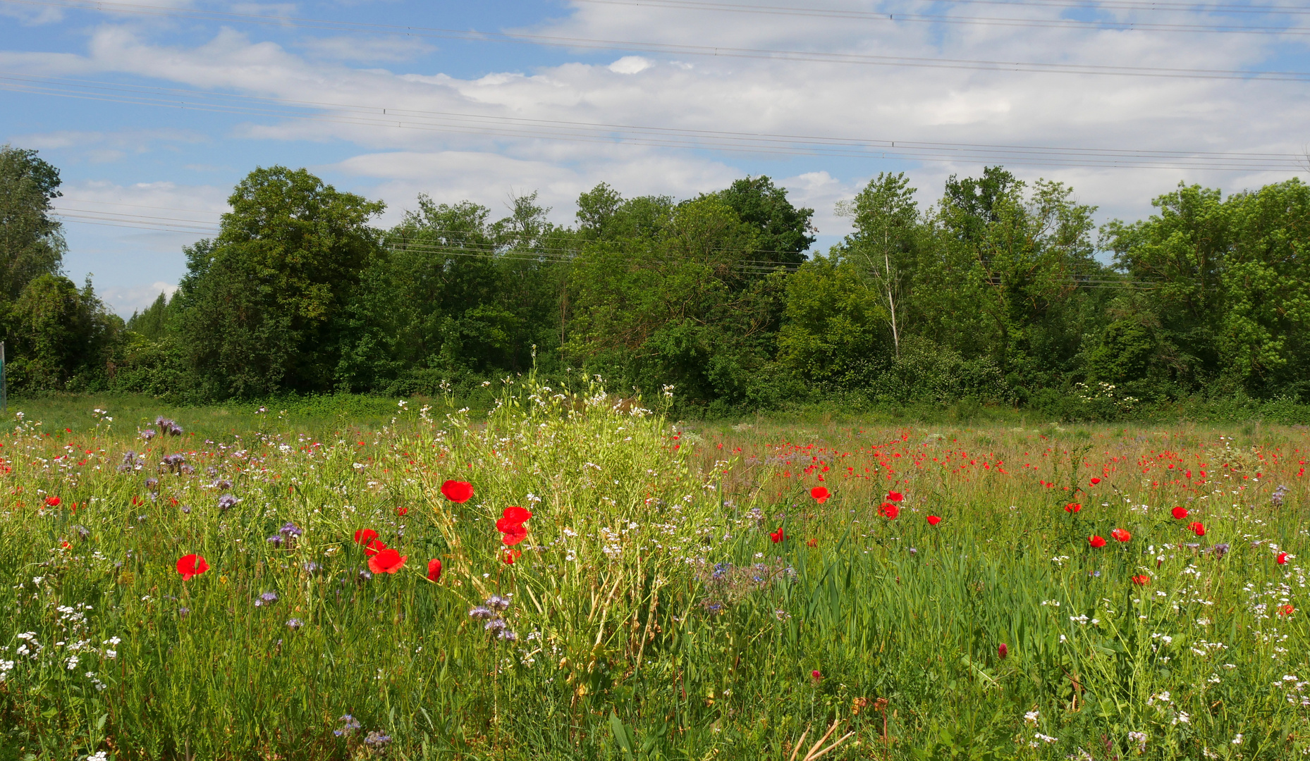 Wildblumenwiese