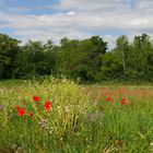 Wildblumenwiese