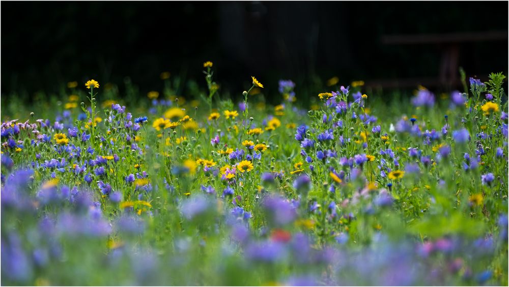 Wildblumenwiese