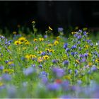 Wildblumenwiese