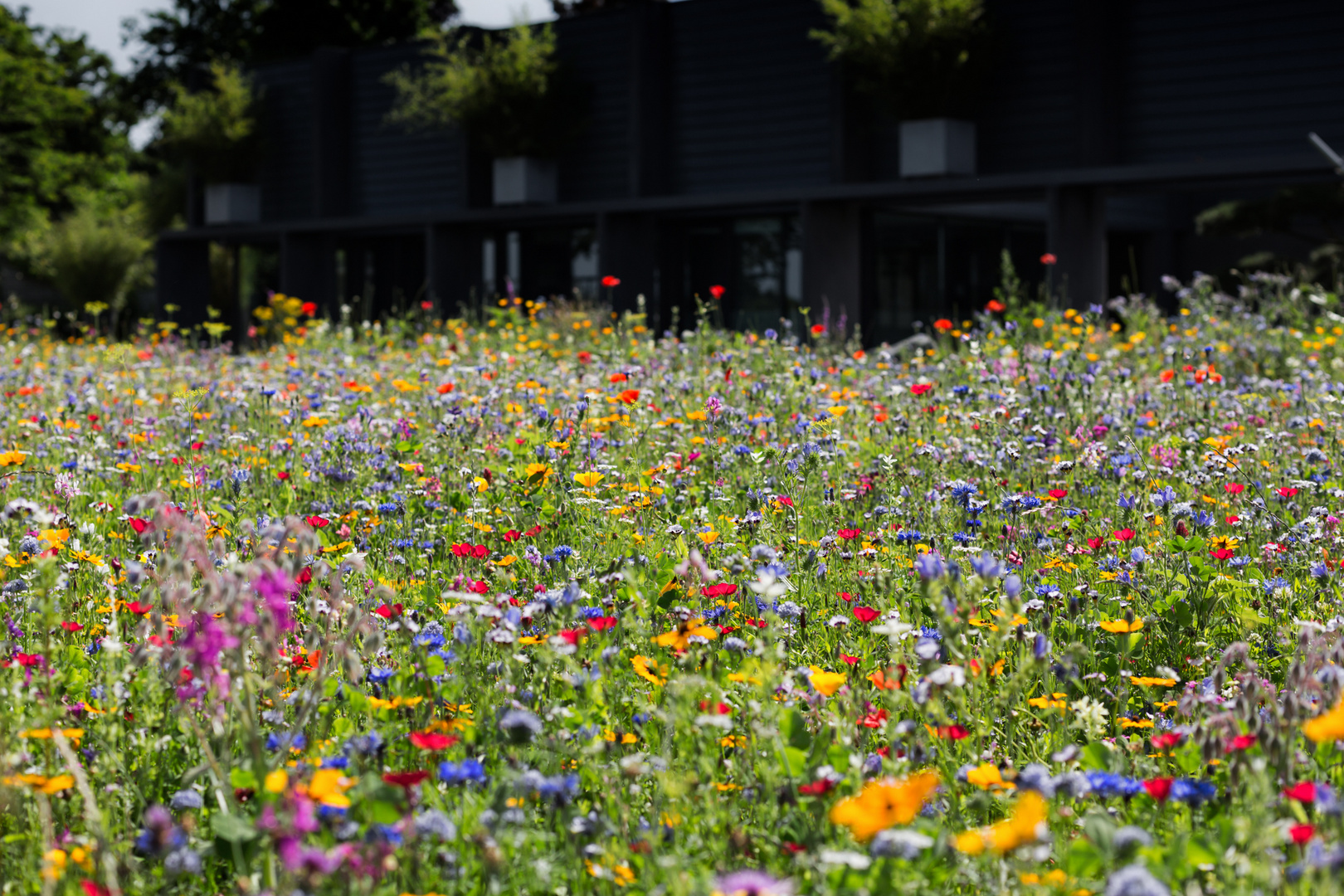 Wildblumenwiese