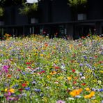 Wildblumenwiese