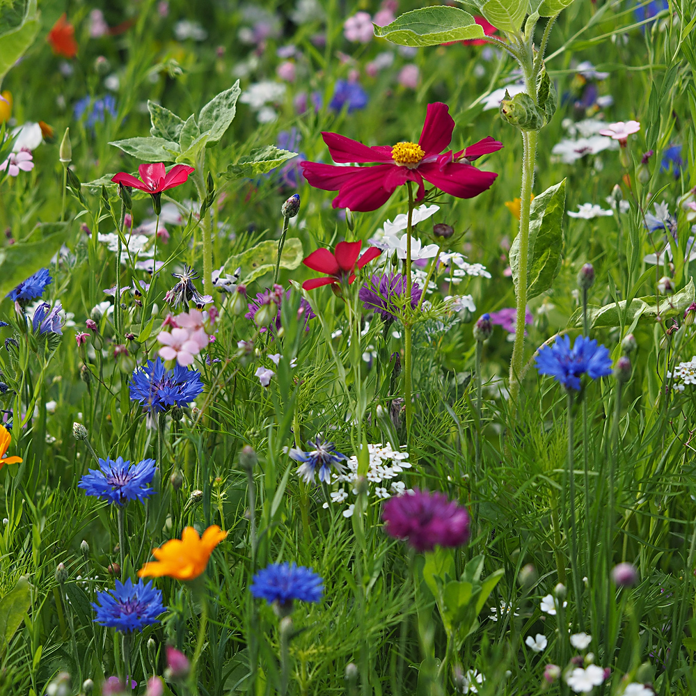 Wildblumenwiese...