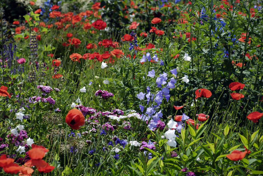 Wildblumenwiese