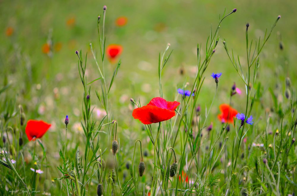 Wildblumenwiese