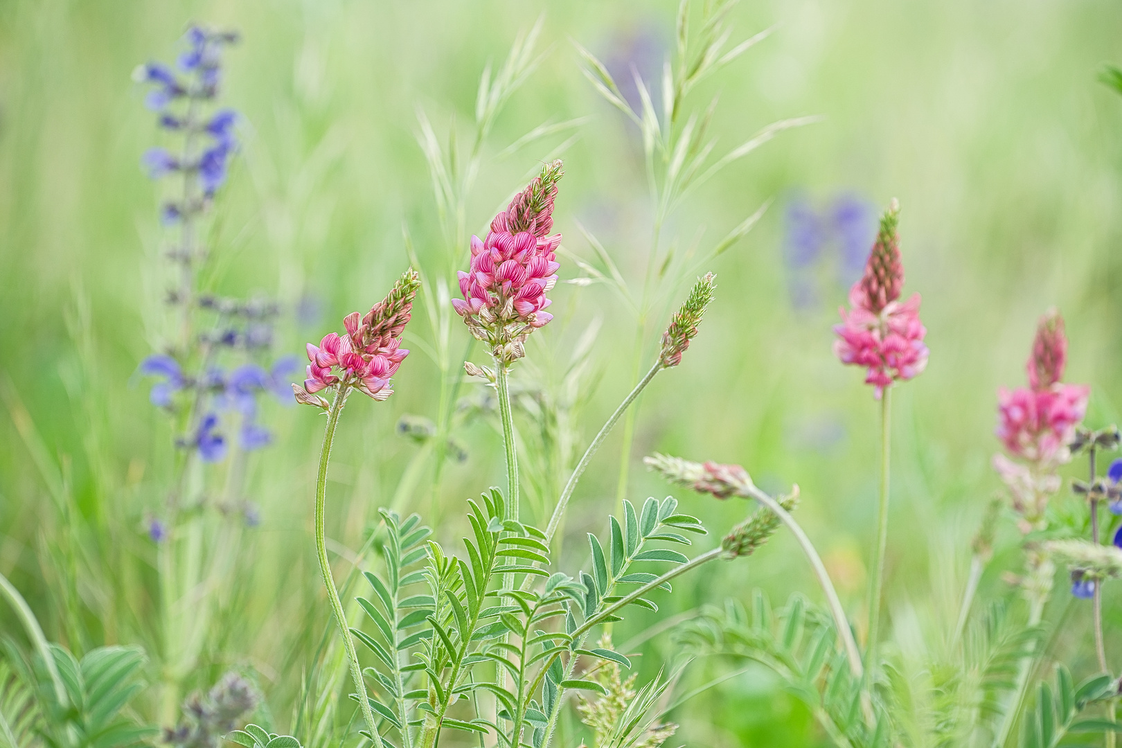 Wildblumenwiese