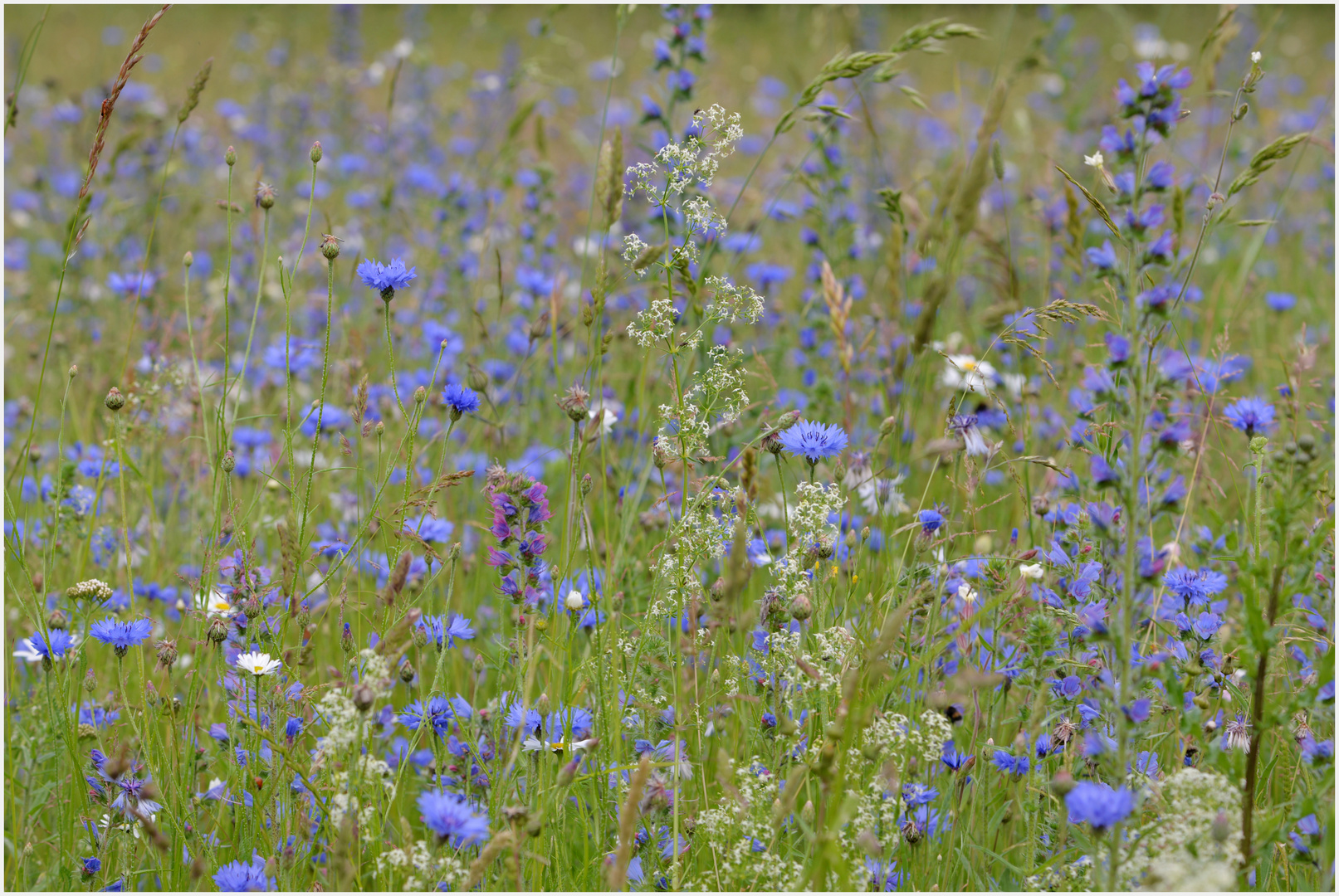 Wildblumenwiese