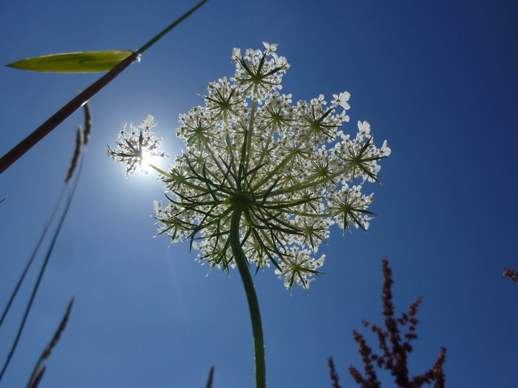 Wildblumenwiese I  -  Gedanken an den Sommer