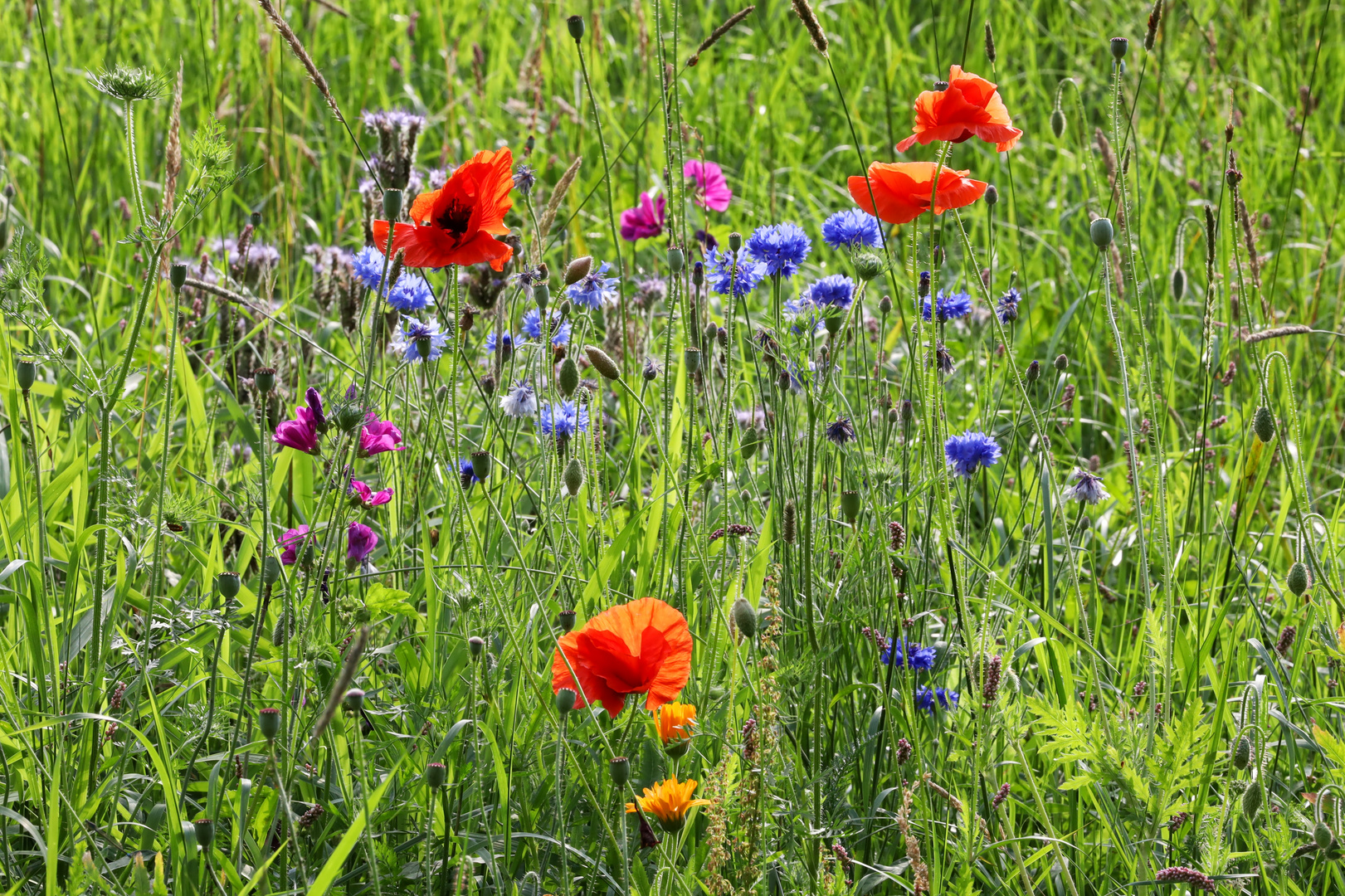 Wildblumenwiese II  -  wildflower meadow II