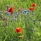 Wildblumenwiese II  -  wildflower meadow II