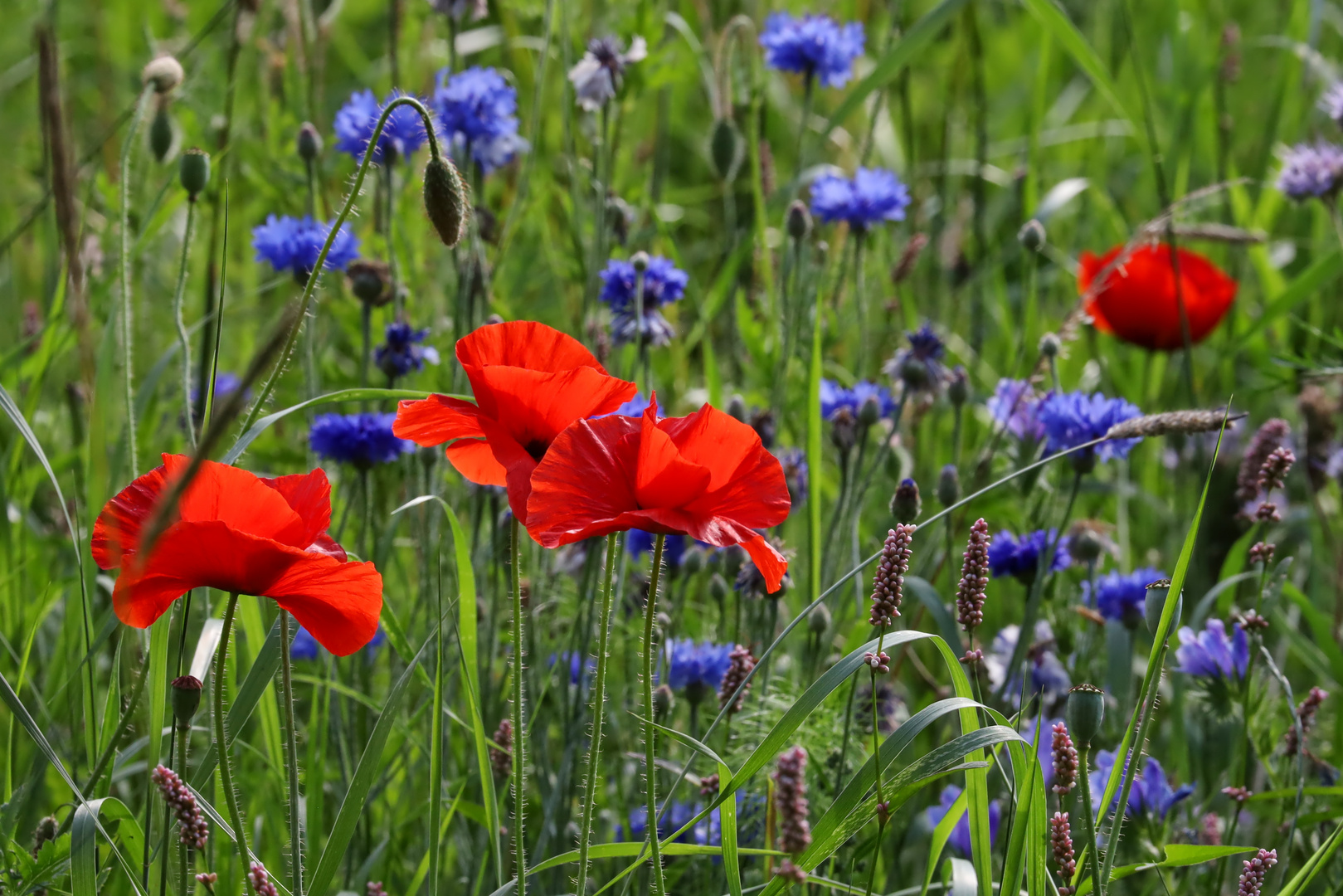 Wildblumenwiese III  -  wildflower meadow III