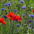 Wildblumenwiese III  -  wildflower meadow III