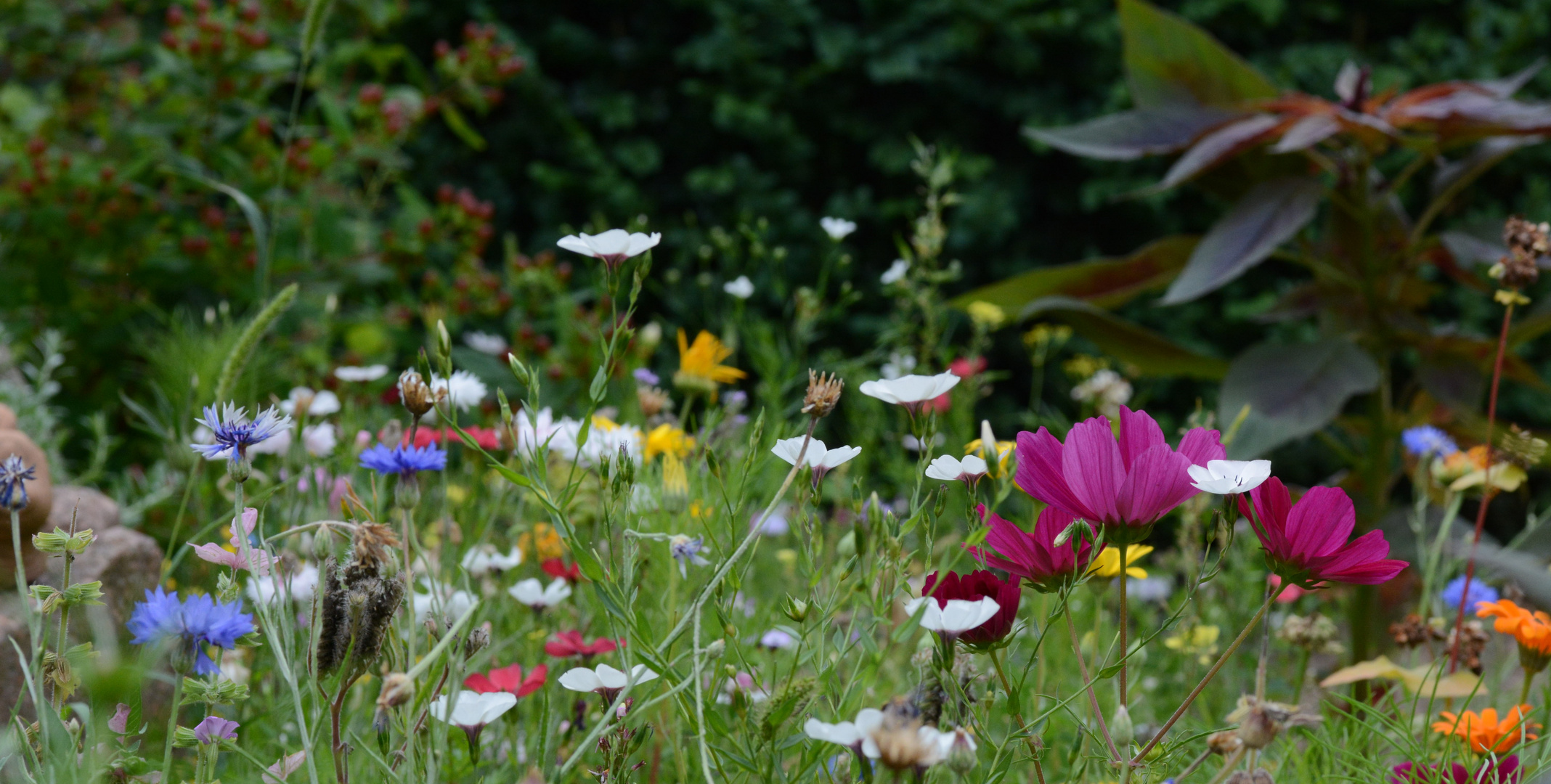 Wildblumenwiese im Garten