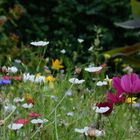 Wildblumenwiese im Garten