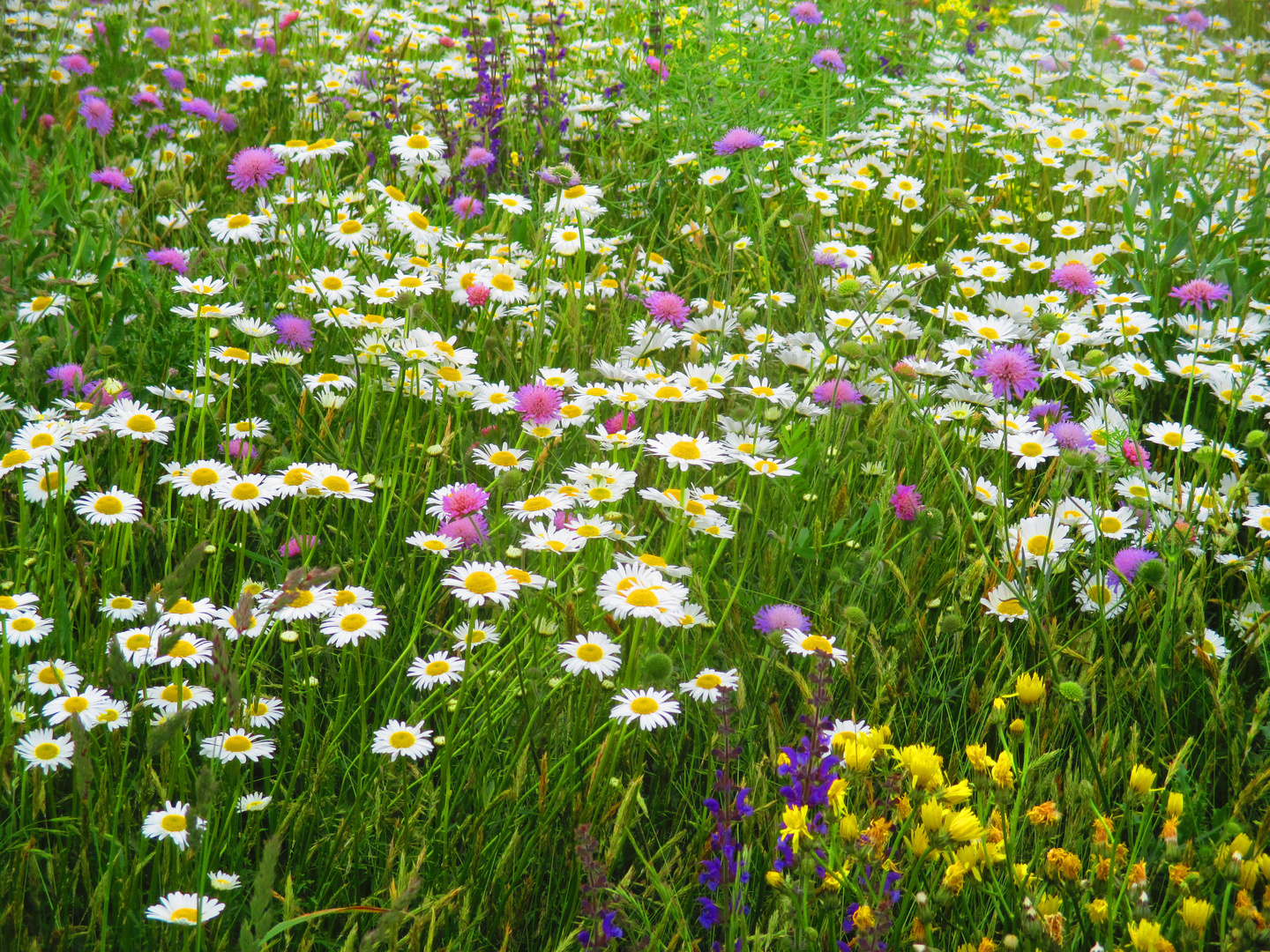 Wildblumenwiese im Naturschutzgebiet