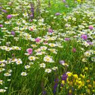 Wildblumenwiese im Naturschutzgebiet