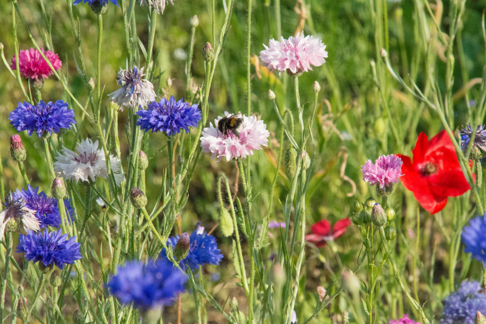 Wildblumenwiese im Sommer