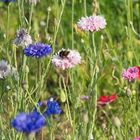 Wildblumenwiese im Sommer