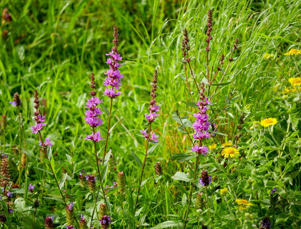 Wildblumenwiese im Südpark