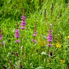 Wildblumenwiese im Südpark