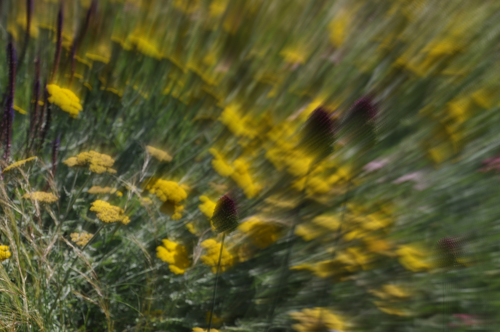 Wildblumenwiese in Bewegung 