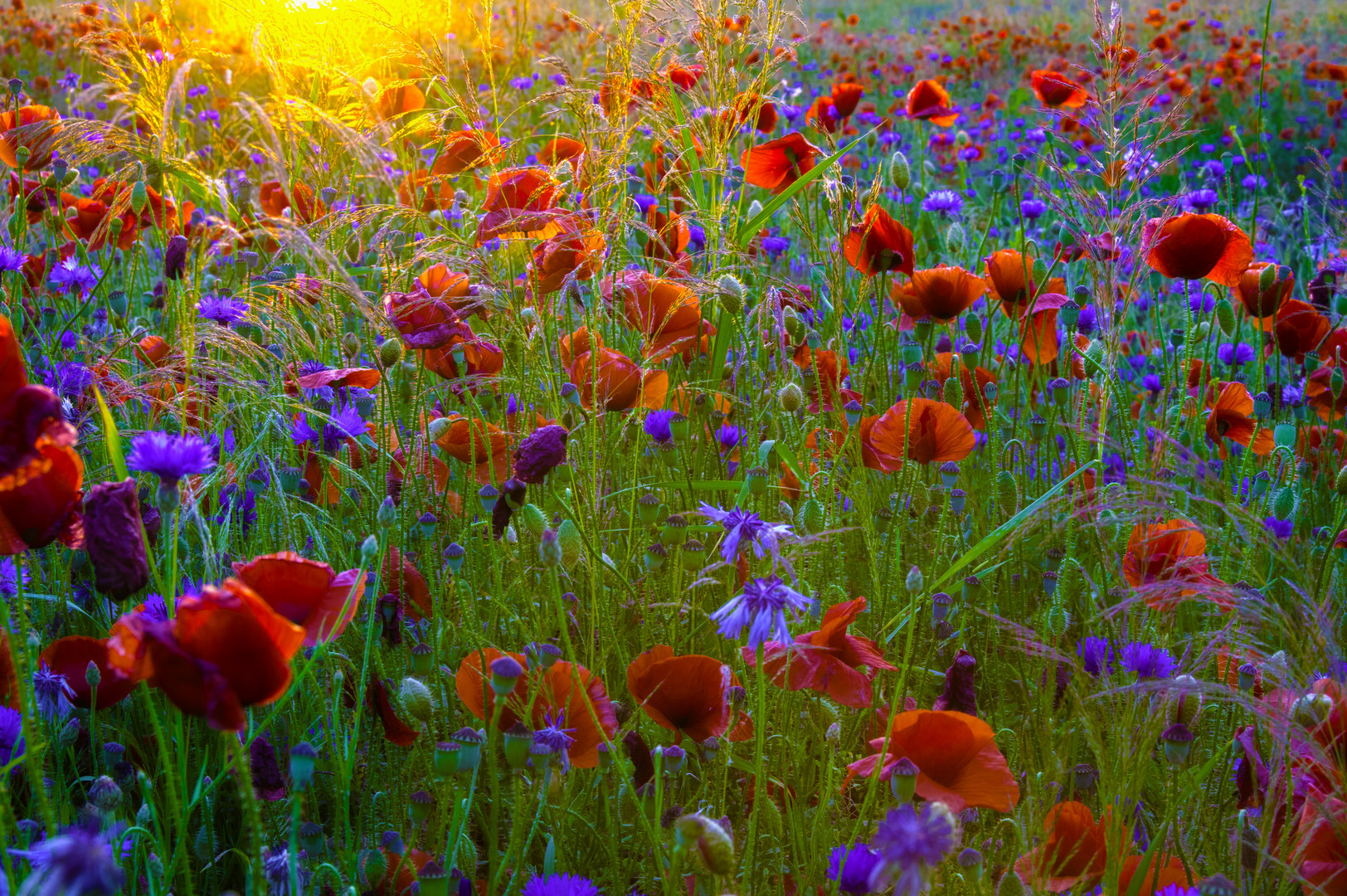 Wildblumenwiese in der Abendsonne