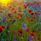 Wildblumenwiese in der Abendsonne