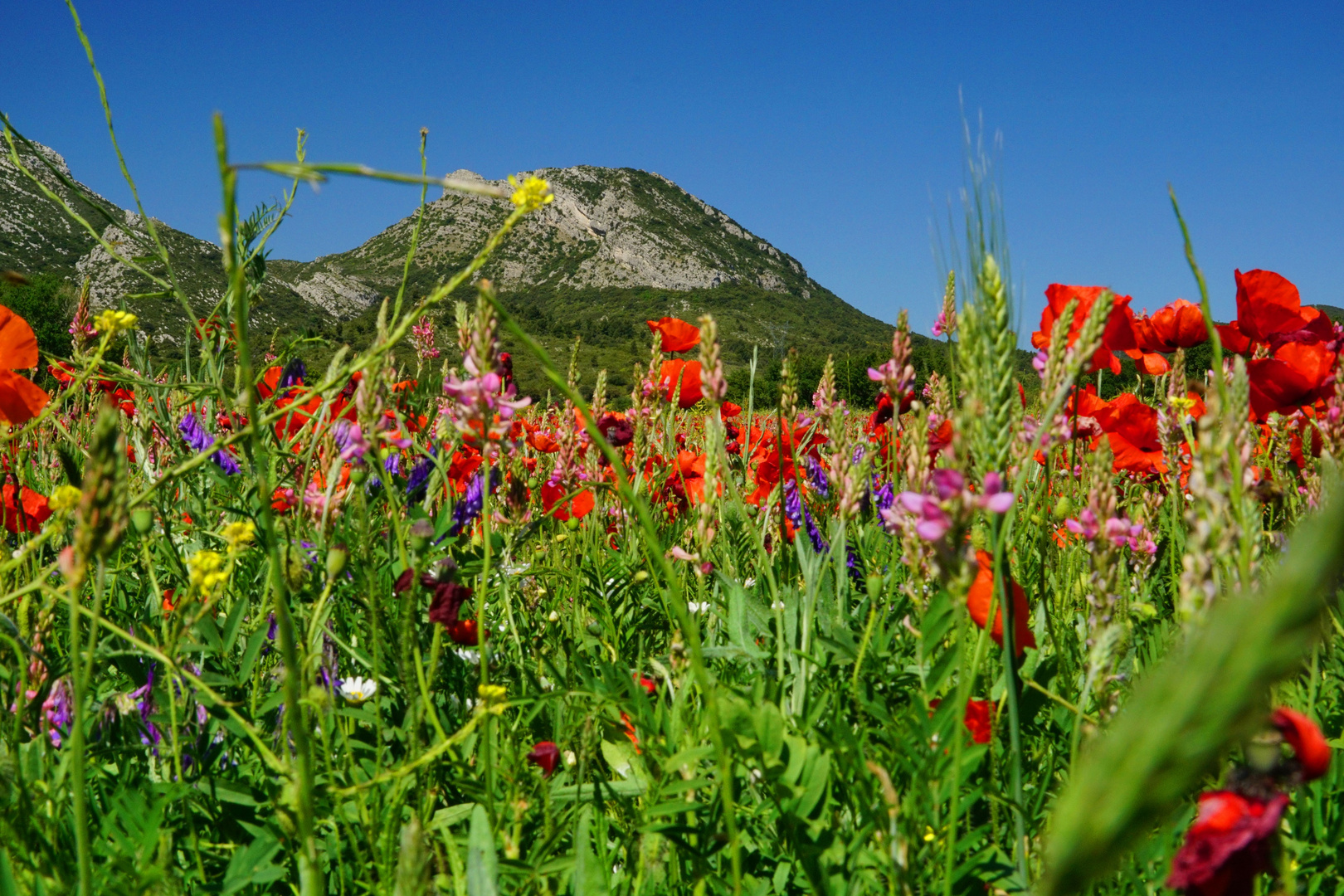 Wildblumenwiese in der Provence