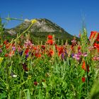 Wildblumenwiese in der Provence