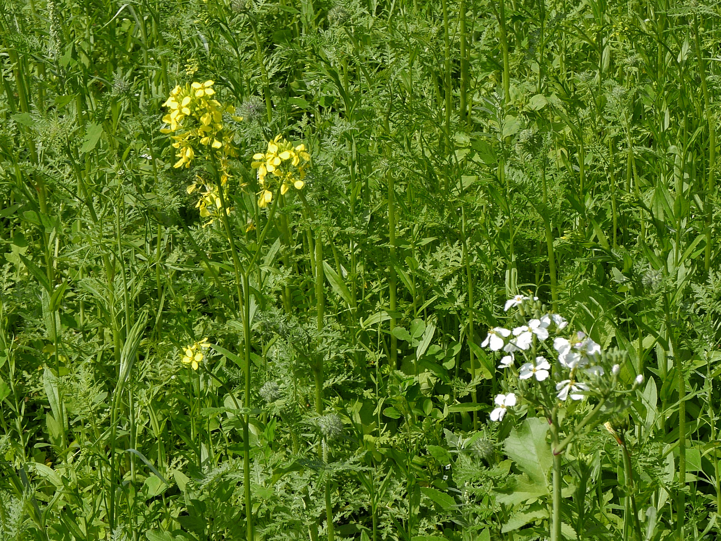 Wildblumenwiese in unserem Garten