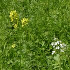 Wildblumenwiese in unserem Garten