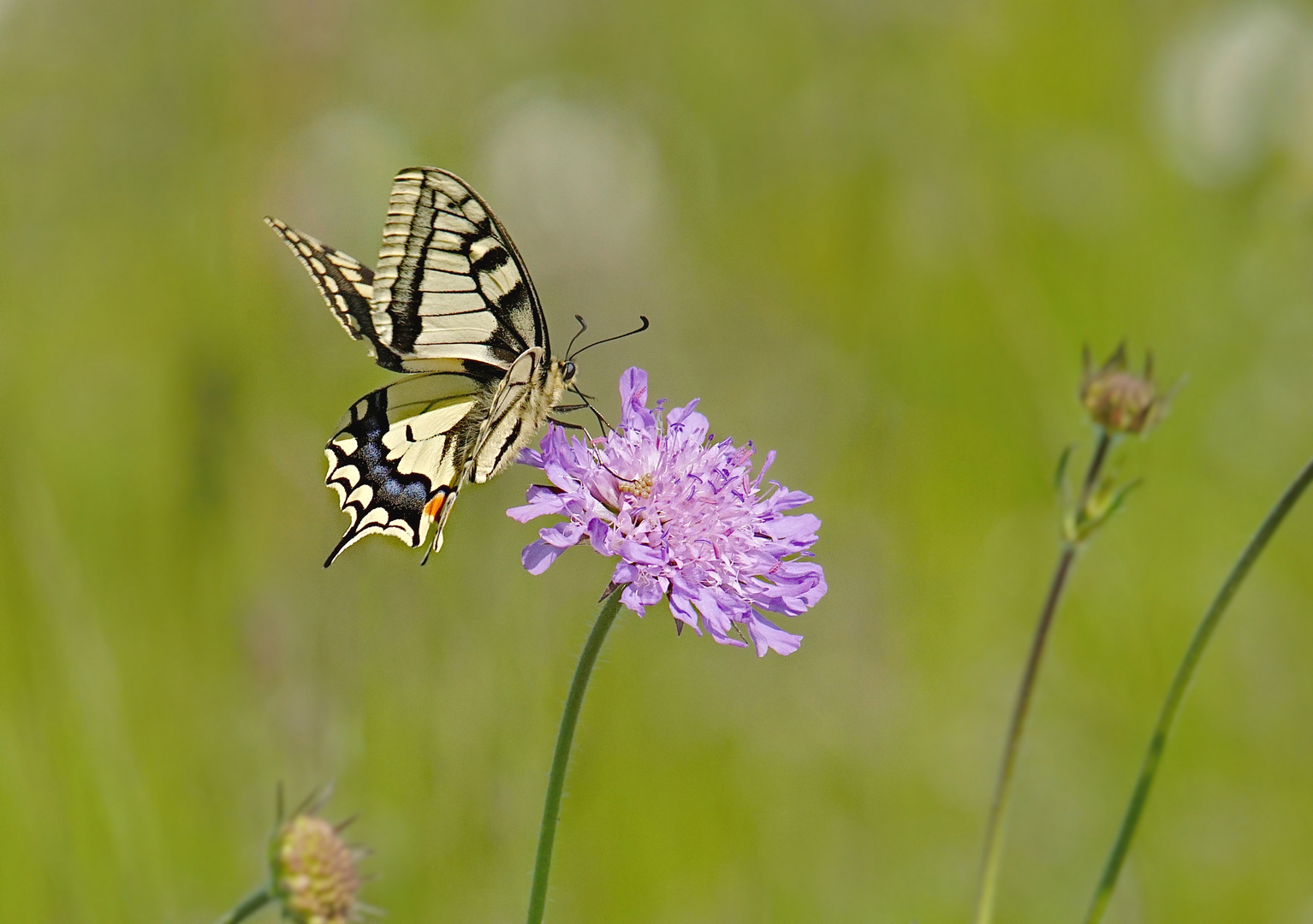 Wildblumenwiese mit Schwalbenschwanz am Plessenteich