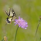 Wildblumenwiese mit Schwalbenschwanz am Plessenteich